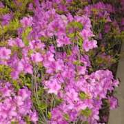 ヒメ日記 2026/04/17 23:54 投稿 とうこ 熟女デリヘル倶楽部