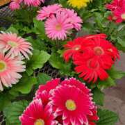 ヒメ日記 2025/03/26 19:36 投稿 もな 新潟市鳥屋野潟ちゃんこ