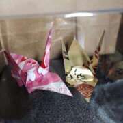 ヒメ日記 2025/04/24 15:56 投稿 まこ 新潟市鳥屋野潟ちゃんこ