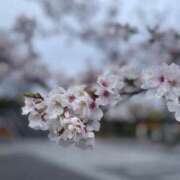 ヒメ日記 2025/04/15 19:05 投稿 こゆ 千葉サンキュー