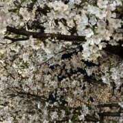 ヒメ日記 2025/04/07 18:04 投稿 みゆき♡反則級「Ｉ」乳カップ ラヴァーズ