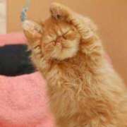 ヒメ日記 2024/12/15 11:46 投稿 あすみ 制服向上委員会