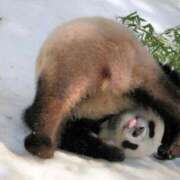 ヒメ日記 2025/01/09 00:10 投稿 あすみ 制服向上委員会