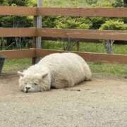 ヒメ日記 2025/06/21 07:45 投稿 あすみ 制服向上委員会