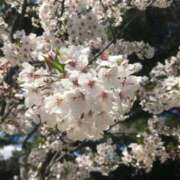 ヒメ日記 2025/03/25 17:20 投稿 もも Beppin house