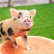 ヒメ日記 2025/06/23 15:20 投稿 もも Beppin house