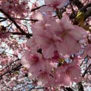 ヒメ日記 2026/04/11 17:13 投稿 さき 那珂川角海老