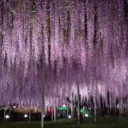 ヒメ日記 2026/05/19 17:06 投稿 さき 那珂川角海老