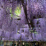 ヒメ日記 2025/07/26 19:05 投稿 はづき 奥鉄オクテツ大阪