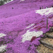 ヒメ日記 2025/01/03 21:30 投稿 はづき 奥鉄オクテツ奈良