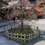 ヒメ日記 2025/03/01 18:15 投稿 はづき 奥鉄オクテツ奈良