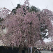 ヒメ日記 2025/04/04 12:50 投稿 はづき 奥鉄オクテツ奈良