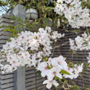 ヒメ日記 2025/04/05 15:20 投稿 はづき 奥鉄オクテツ奈良