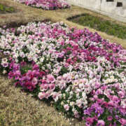 ヒメ日記 2025/07/06 20:15 投稿 はづき 奥鉄オクテツ奈良