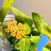 ヒメ日記 2025/11/19 01:18 投稿 まり 人妻美人館