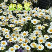 ヒメ日記 2025/04/12 00:46 投稿 釈 友愛(しゃくゆうあ) 五十路マダムエクスプレス厚木店(カサブランカグループ)