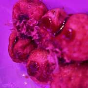 ヒメ日記 2025/05/11 01:52 投稿 あいり みつばちマーヤZ