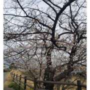 ヒメ日記 2025/04/01 11:49 投稿 はるか 逢って30秒で即尺