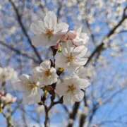 ヒメ日記 2026/03/27 15:41 投稿 はるか 逢って30秒で即尺