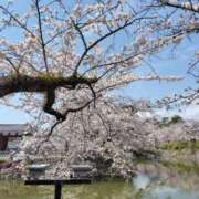 ヒメ日記 2025/04/08 11:10 投稿 ちさ セクシーキャット 小田原店