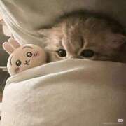 ヒメ日記 2026/04/22 09:10 投稿 リムル 石庭