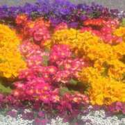 ヒメ日記 2025/04/25 16:57 投稿 鴨井千歳 五十路マダム 博多店