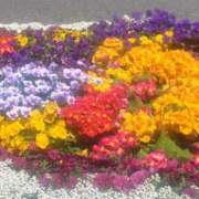 ヒメ日記 2025/05/14 14:37 投稿 鴨井千歳 五十路マダム 博多店