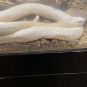 ヒメ日記 2025/01/02 09:42 投稿 すばる 甲府人妻隊