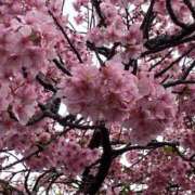 ヒメ日記 2026/03/14 13:27 投稿 すばる 甲府人妻隊