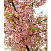 ヒメ日記 2025/03/21 10:24 投稿 このは 脱がされたい人妻 町田・相模原店