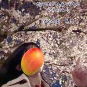 ヒメ日記 2025/04/03 23:23 投稿 糸井(いとい) 人妻出逢い会 百合の園 池袋店