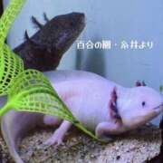 ヒメ日記 2025/09/04 14:53 投稿 糸井(いとい) 人妻出逢い会 百合の園 池袋店