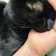 ヒメ日記 2025/08/18 08:19 投稿 大谷 めぐみ 白夜