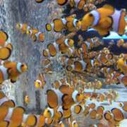 ヒメ日記 2024/12/29 13:46 投稿 りせ 錦糸町人妻セレブリティ（ユメオト）