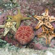 ヒメ日記 2025/05/19 18:54 投稿 りせ 錦糸町人妻セレブリティ（ユメオト）