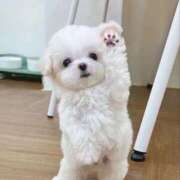 ヒメ日記 2025/01/31 18:02 投稿 まこ★超王道ロリ＆理想の彼女★ Chloe鶯谷・上野店 S級素人清楚系デリヘル