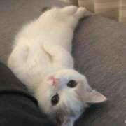 ヒメ日記 2025/09/03 16:03 投稿 まこ★超王道ロリ＆理想の彼女★ Chloe鶯谷・上野店 S級素人清楚系デリヘル