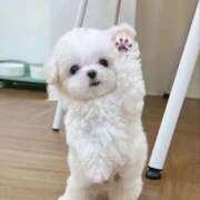 ヒメ日記 2026/01/23 20:31 投稿 まこ★超王道ロリ＆理想の彼女★ Chloe鶯谷・上野店 S級素人清楚系デリヘル