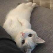 ヒメ日記 2026/04/22 20:19 投稿 まこ★超王道ロリ＆理想の彼女★ Chloe鶯谷・上野店 S級素人清楚系デリヘル