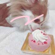 ヒメ日記 2025/03/21 08:58 投稿 のどか 福岡大野城・板付インターちゃんこ