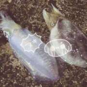 ヒメ日記 2025/04/22 12:28 投稿 のどか 福岡大野城・板付インターちゃんこ