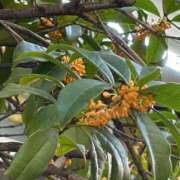 ヒメ日記 2025/10/30 20:24 投稿 河合　ののか クラブゴージャス 梅田店