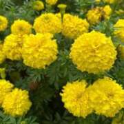 ヒメ日記 2025/09/12 21:44 投稿 日比野 環 バルボラ マリン