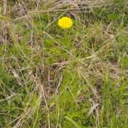 ヒメ日記 2025/04/11 13:12 投稿 しゃあ メンヘラ専門デリヘル ゼロワン 横浜本店