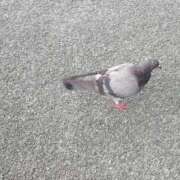 ヒメ日記 2025/10/17 16:32 投稿 しゃあ メンヘラ専門デリヘル ゼロワン 横浜本店