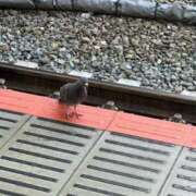 ヒメ日記 2026/04/23 12:20 投稿 かえで ビデオdeはんど すすきの校