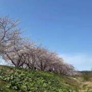 かえで 桜！！！🌸 ビデオdeはんど すすきの校