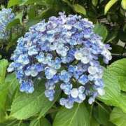 ヒメ日記 2025/06/24 09:30 投稿 穂波(ほなみ)♥愛嬌とエロス 美魔女コレクション