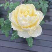 ヒメ日記 2025/03/03 22:49 投稿 ごしょがわら ナメすぎサークル立川店