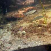 ヒメ日記 2025/03/24 23:07 投稿 ごしょがわら ナメすぎサークル立川店